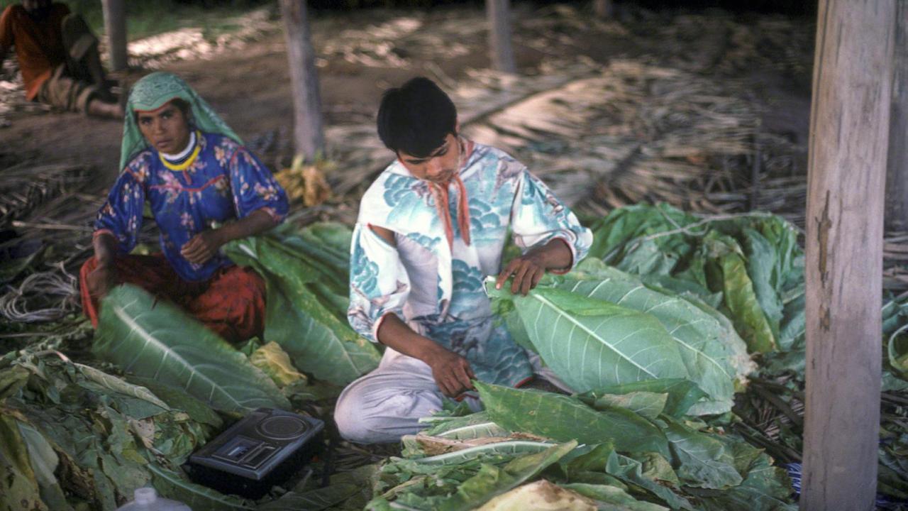 Harvesting Tobacco