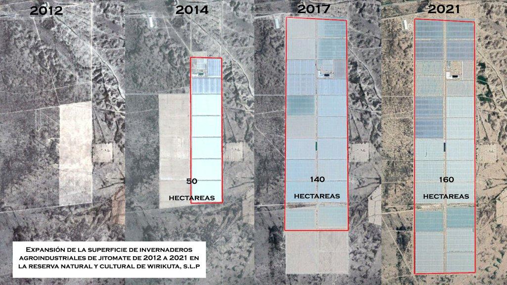 Satellite images showing the expansion of tomato greenhouses in Wirikuta between 2012 and 2021 | Gerardo Ruiz Smith. All rights reserved.