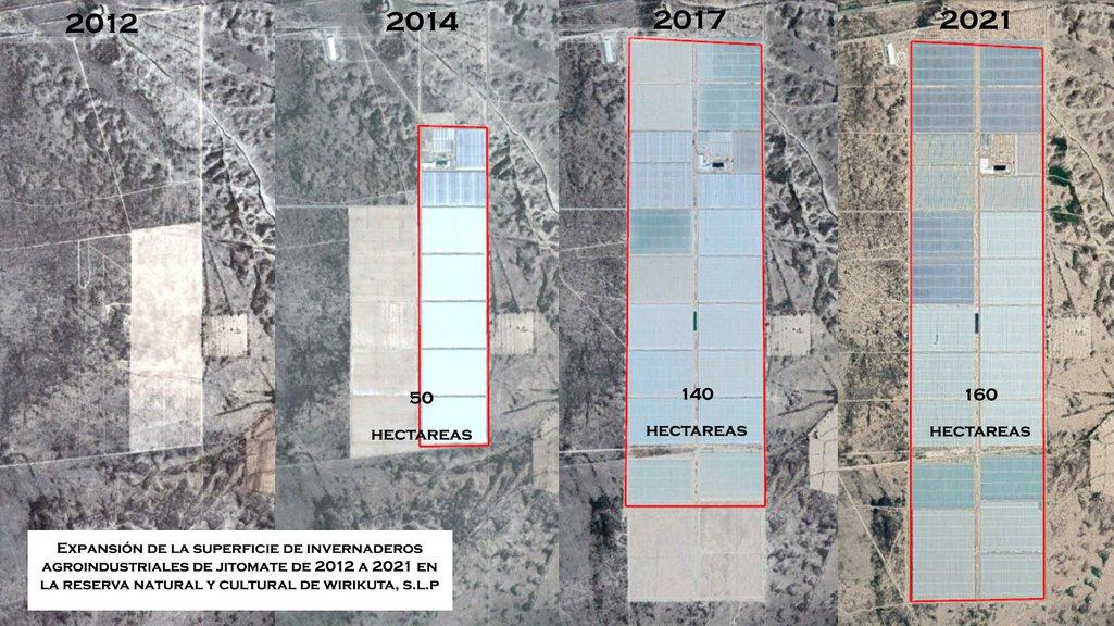 Satellite images showing the expansion of tomato greenhouses in Wirikuta between 2012 and 2021 | Gerardo Ruiz Smith. All rights reserved.