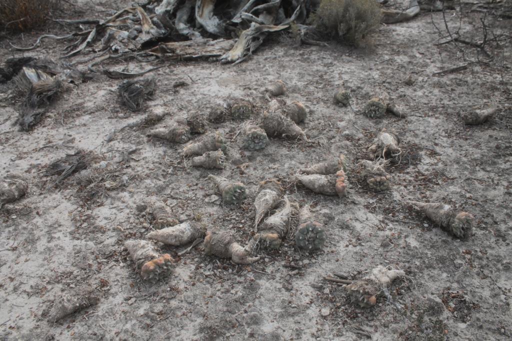 Looted peyote bed, ©Pedro Najera 2022 ~ All rights reserved.