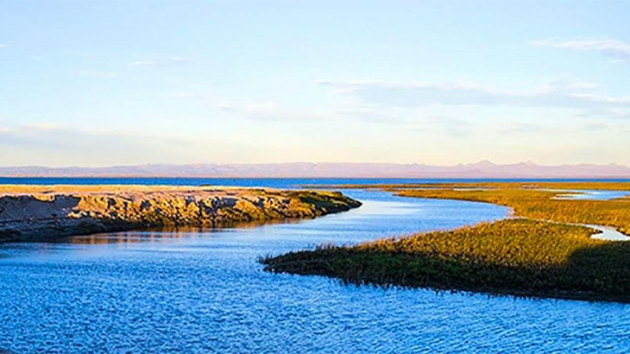 The Vizcaíno Biosphere Reserve in Baja California Sur has four active mining projects.