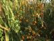 Corn and Marigolds in Tuapurie ~ ©Diana Negrín 2021