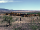 Clandestine Sawmill on the Outskirts of the Huichol Sierra ©Juan Negrín 1981 2025