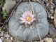 Peyote in flower. Photo by Keeper Trout.
