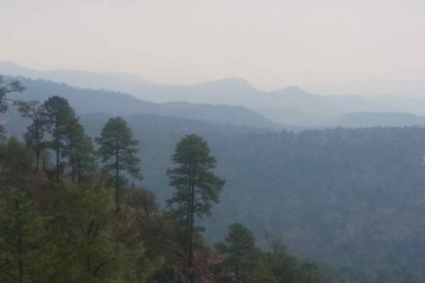 Pine forests in San Sebastián Teponahuaxtlán. Image courtesy of Agustín Castillo.