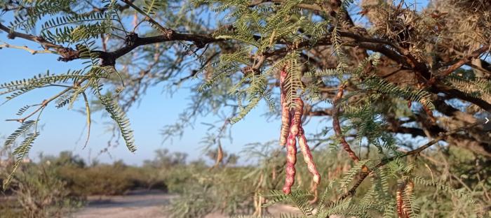 Mesquite pod. Photograph © Yolitzma Rebollar 2023 All rights reserved.