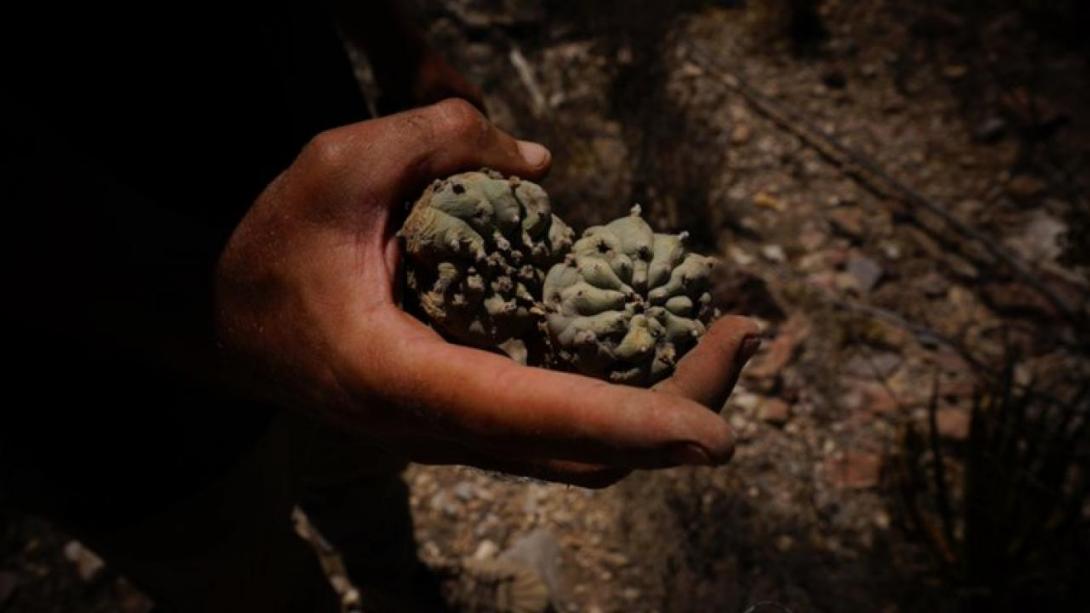 Peyote being picked in the sacred territory of Wirikuta, Mexico | Camille Pelloux. All rights reserved