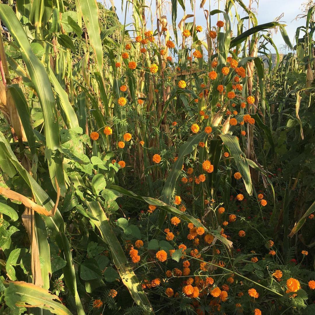 Corn and Marigolds in Tuapurie ~ ©Diana Negrín 2021