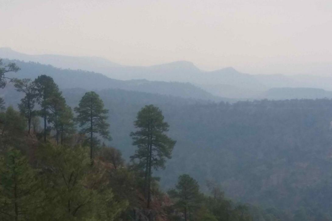 Bosques de pino en San Sebastián Teponahuaxtlán. Foto: Agustín Castillo.