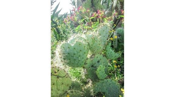 Nopalera en el desierto de Wirikuta, SLP ~ Foto ©Ojarasca, La Jornada