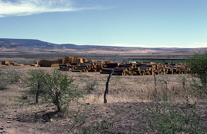 Clandestine Sawmill on the Outskirts of the Huichol Sierra ©Juan Negrín 1981 2025